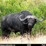 Buvol africký