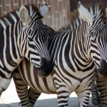 Zebra stepní