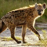 Hyena skvrnitá
